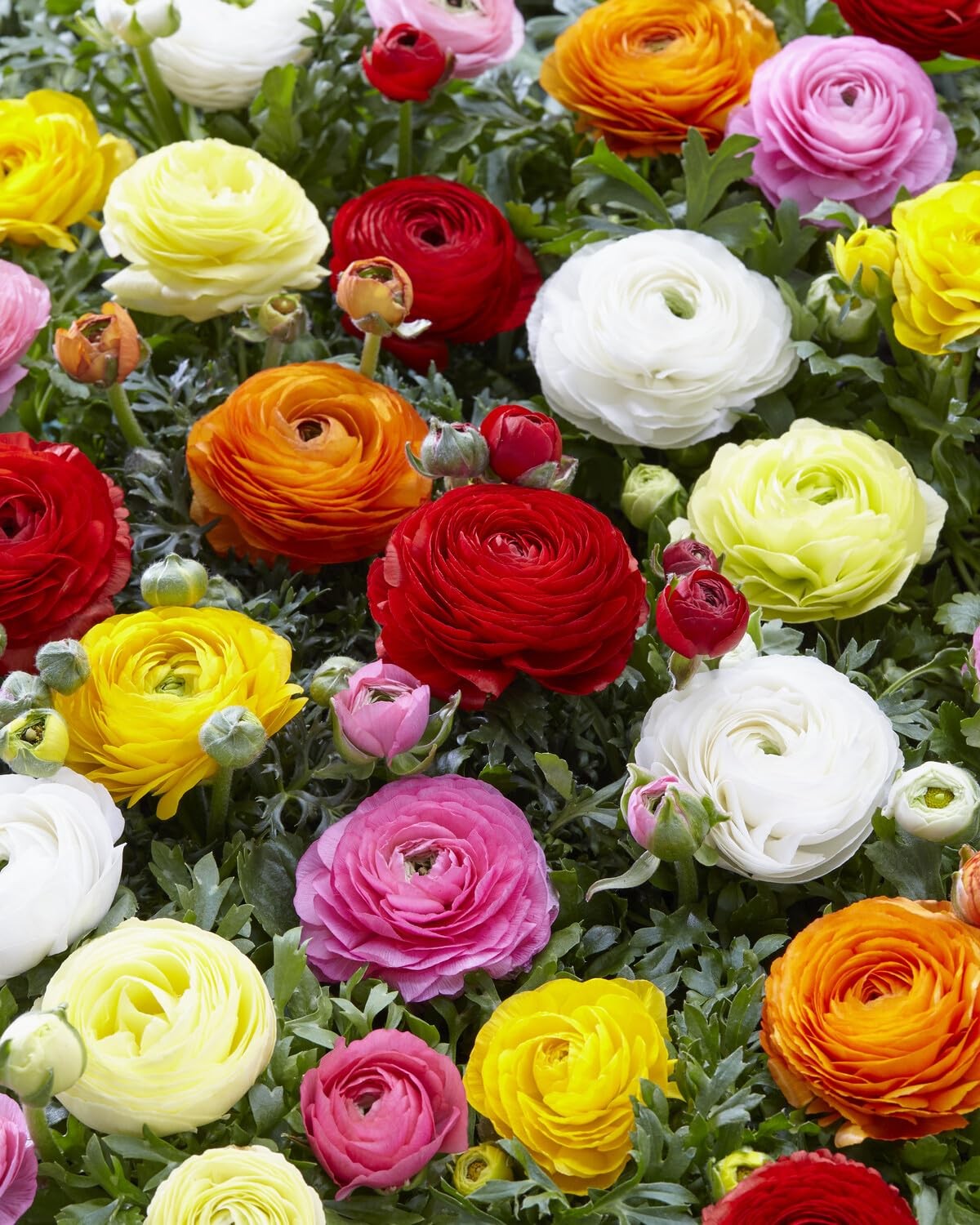 Mixed Peony Ranunculus Bulbs – 12 Large Size Corms for Vibrant Multi-Color Bl…