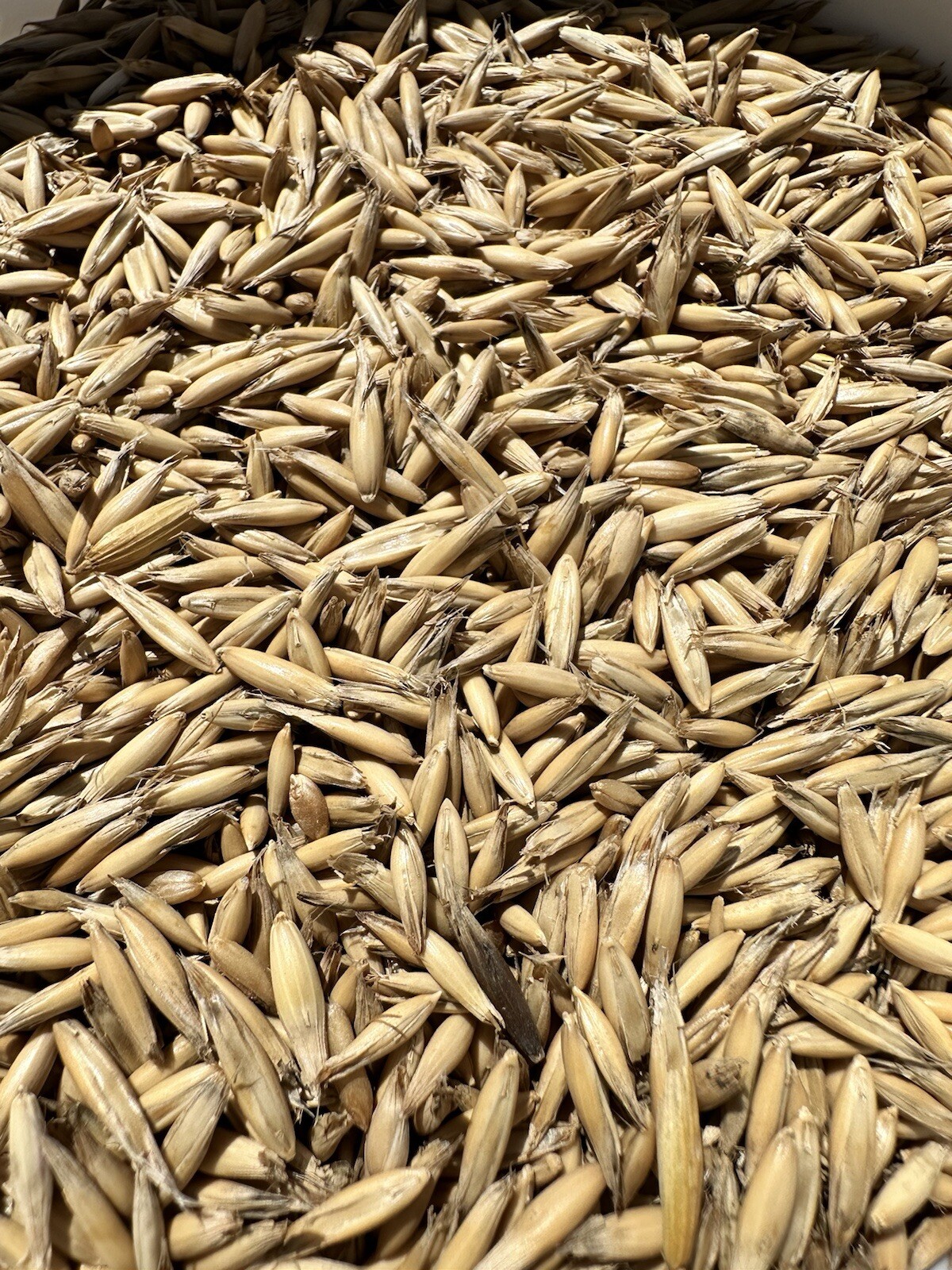 10 LBS Oat Seed Unhulled, Food Plot, Cover Crop, Deer, Garden