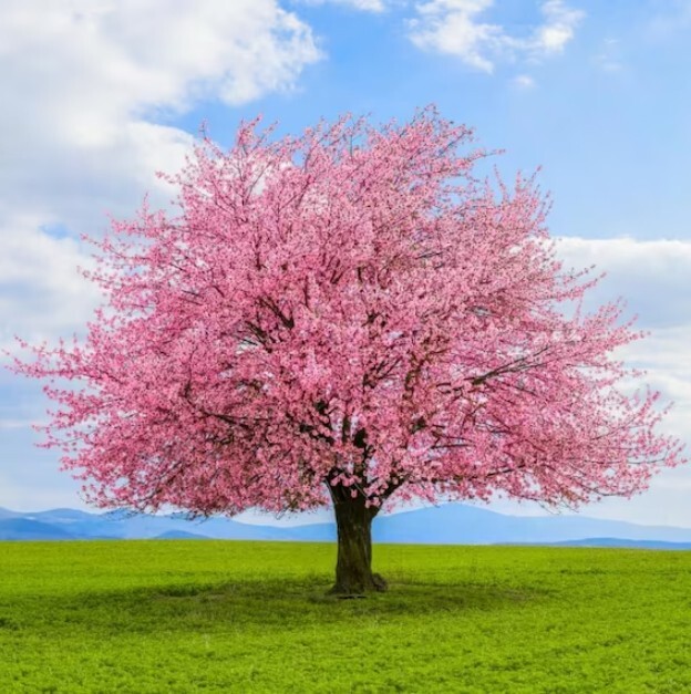 Japanese Cherry Tree PB | Premium Seeds | Prunus serrulata ‘Fall’ | Plants’®