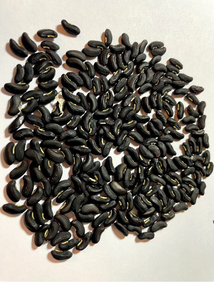 30+ organic Taiwan Yard extra Long noodle Beans – black Seeds