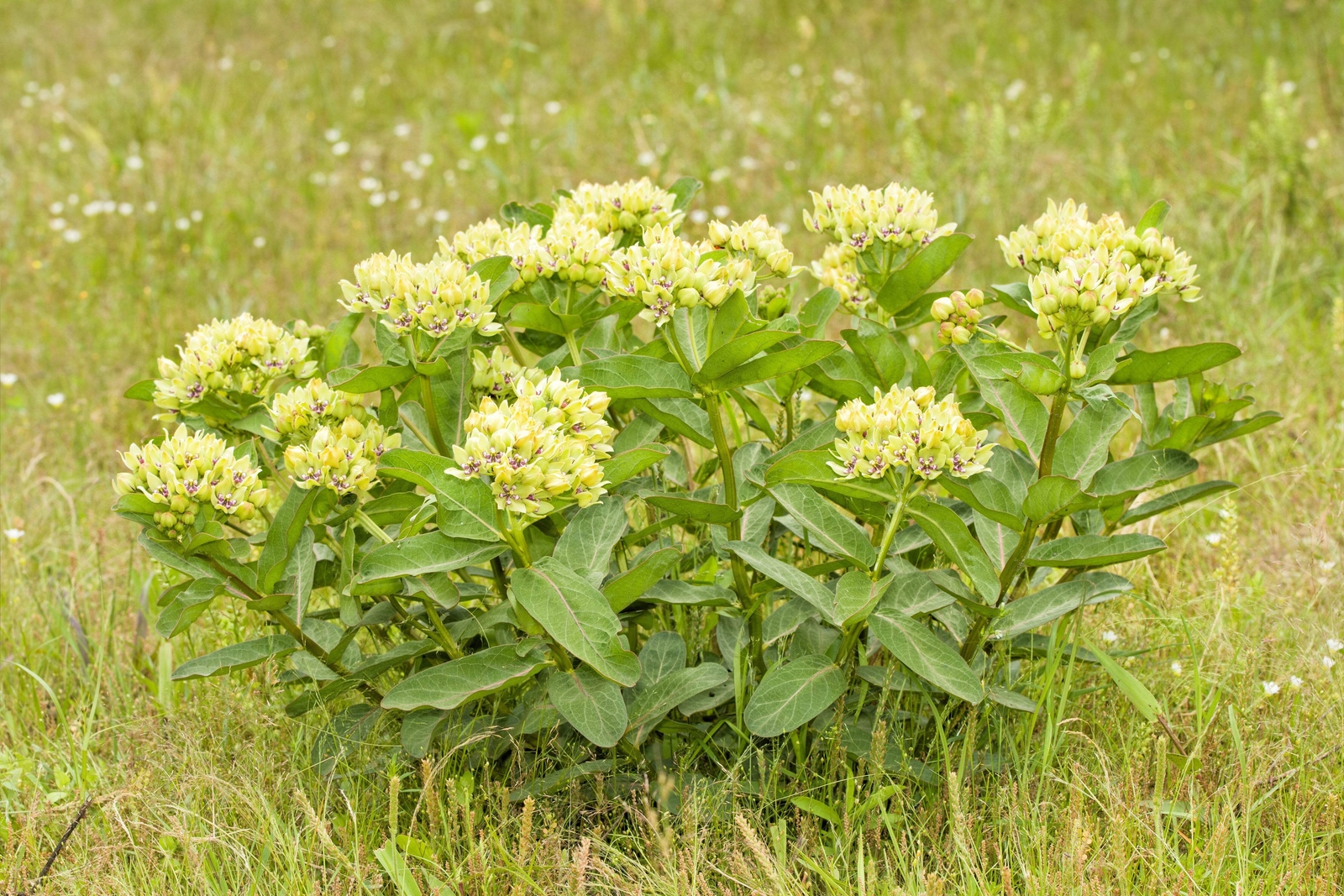 20 Green SPIDER MILKWEED Asclepias Viridis White Purple Monarch Flower Seeds