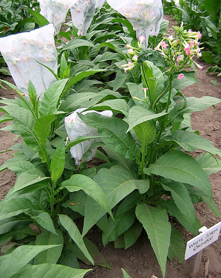 1000 White Stem Orinoco Tobacco Seeds ~ Heirloom Bright Leaf Nicotiana Tabacum