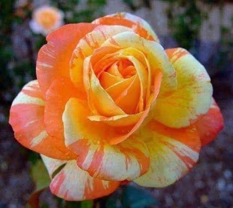 30+ Seeds|Orange White Flower Perennial Rose Seeds #1054