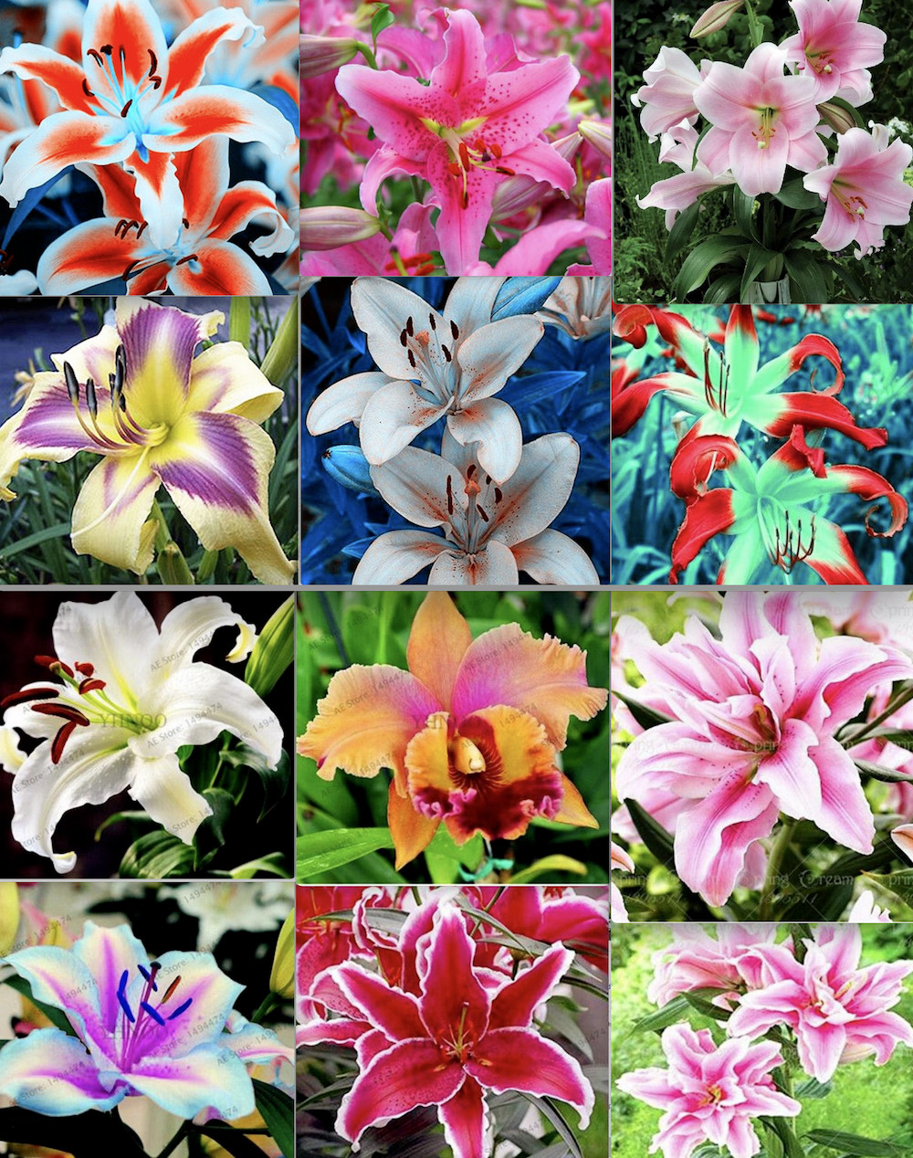 50 Lily Flower Seeds Mixed Colors Much Less Money Than Bulbs
