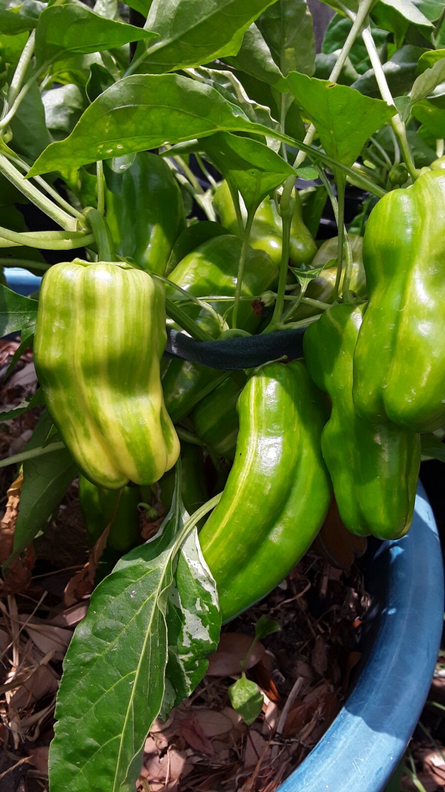 50 Candy Cane Pepper seeds. Very sweet and hot. Open Pollinated