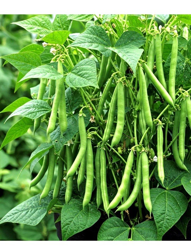 100+ BLUE LAKE POLE BEAN SEEDS 🫘 STRINGLESS SNAP | HEIRLOOM NON-GMO | FREE SHIP