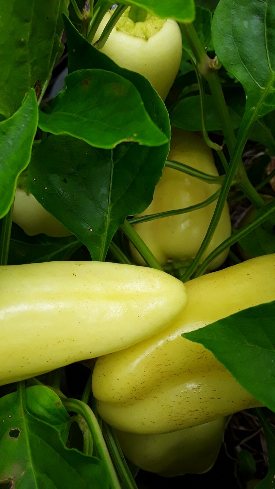 30+ Sweet Gypsy Pepper Seeds Heirloom NON-GMO. No pesticides no herbicides