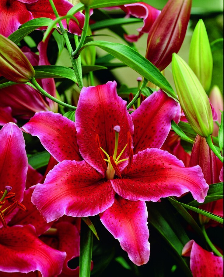 1 – RIO NEGRO ORIENTAL LILY Bulb FREE SHIPPING Rich Velvety Perennial Flowers
