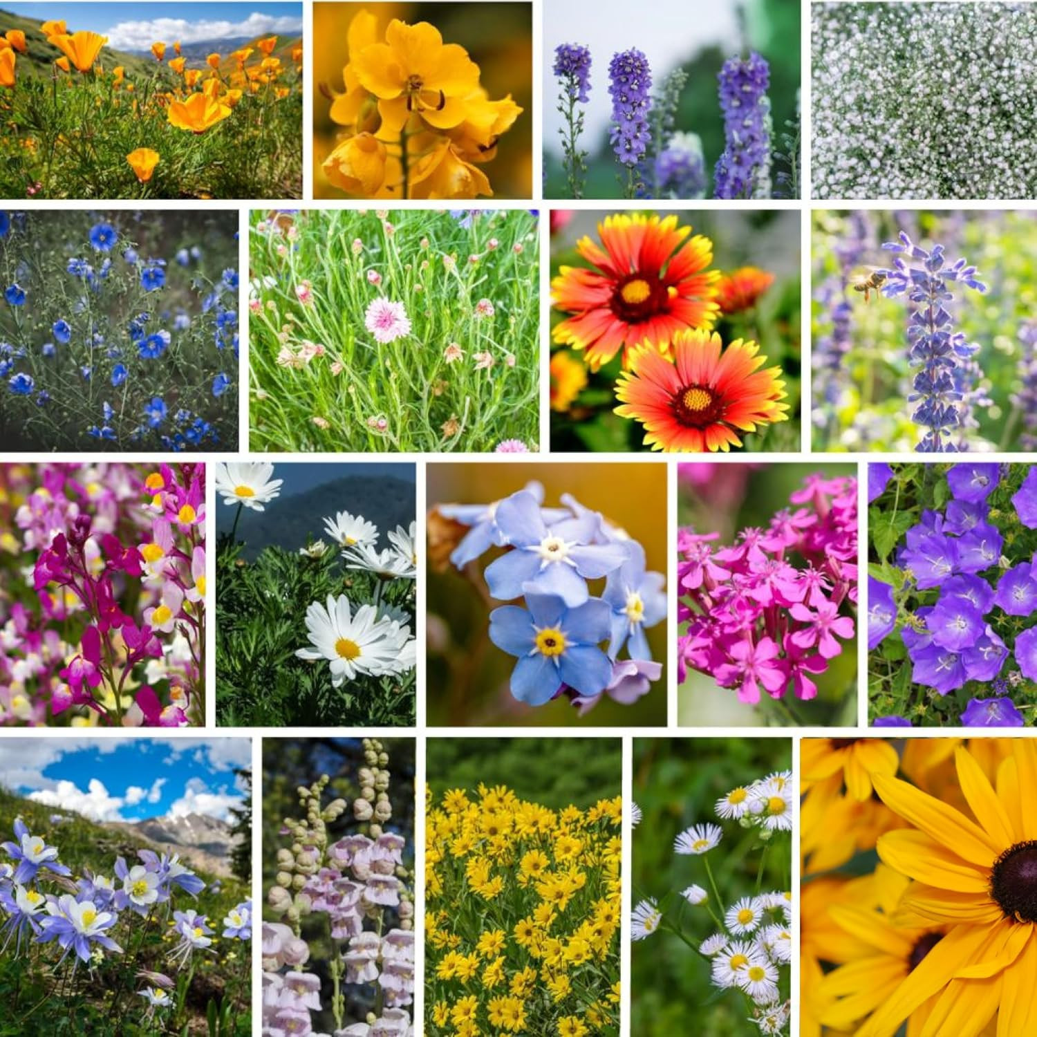 Rocky Mountain Wildflower Seeds Mix – 1 Lb Seed Pouch – 22 Wild Flower Seed Vari