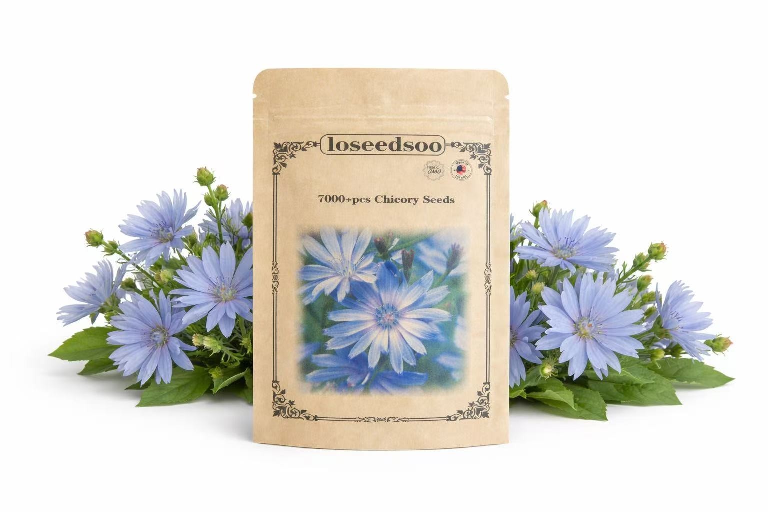 7000+ Chicory Seeds for Planting – Blue Wildflower Perennial Seeds, Hardy Cichor