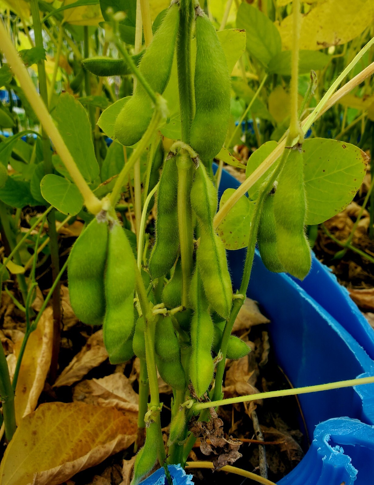 1 oz. KARIKACHI EDAMAME Soy Bean Glycine Max Soybean Non-GMO