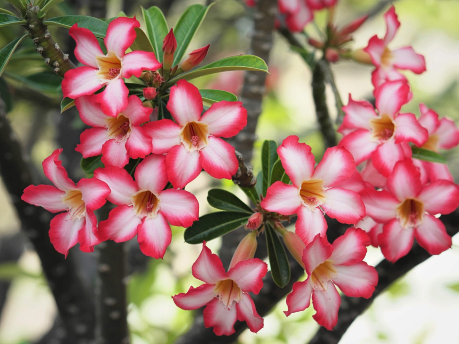 10 Mixed DESERT ROSE / ADENIUM Obesum African Houseplant Flower Seeds *Comb S/H