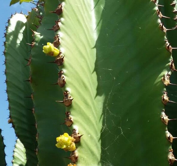 Live Succulent Cuttings – Euphorbia Ingens Candelabra Tree (6 inches)