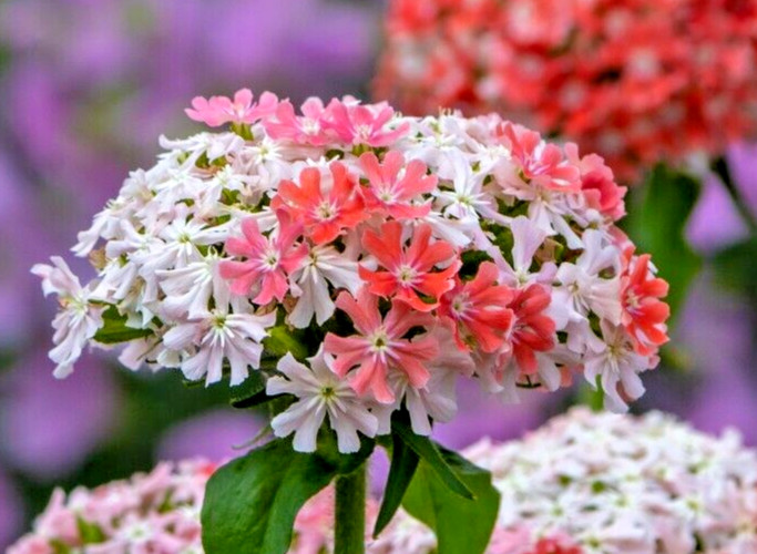 unusual pink and white lychnis 200 SEEDS. rare flower color, Lychnis chalcedonia