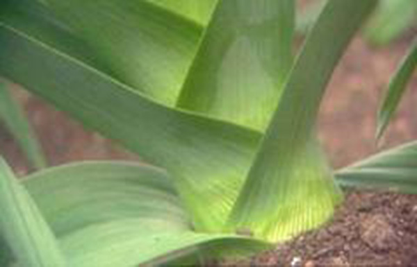 LEEK, AMERICAN FLAG, 25+ SEEDS HEIRLOOM CRISP SWEET FLAVOR GREAT TASTING