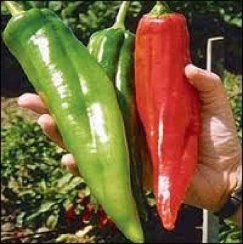 25 HATCH BIG JIM PEPPER SEEDS ~ heirloomseedguy ~ 2026 ~ NON-GMO