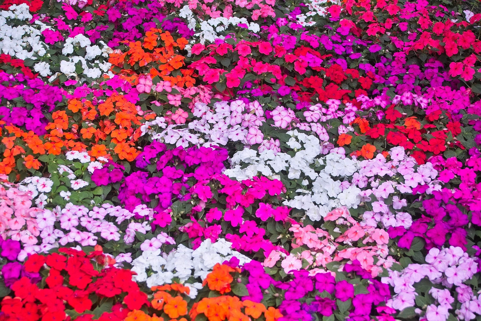 50 MIXED COLORS DWARF IMPATIENS Walleriana Red Pink Orange Shade Flower Seeds