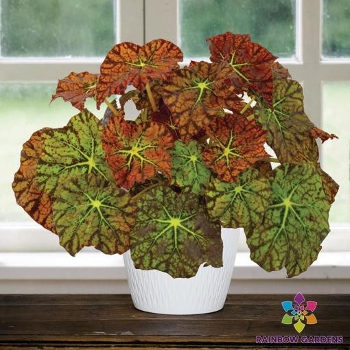 25+ Amelia’s Kaleidoscope Begonia Seeds for Garden – USA – FREE SHIPPING!