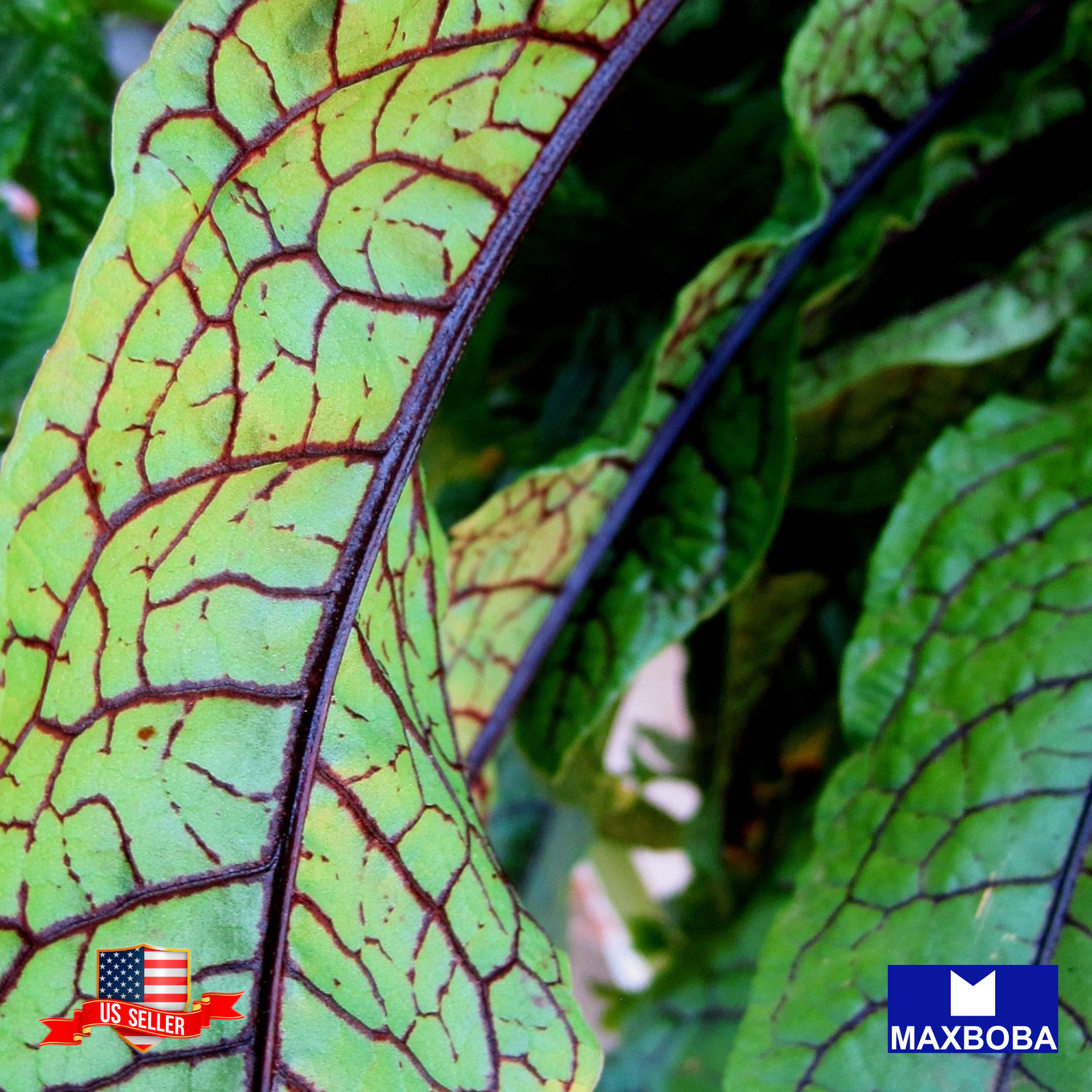 Sorrel Seeds Red Veined Heirloom Non-GMO