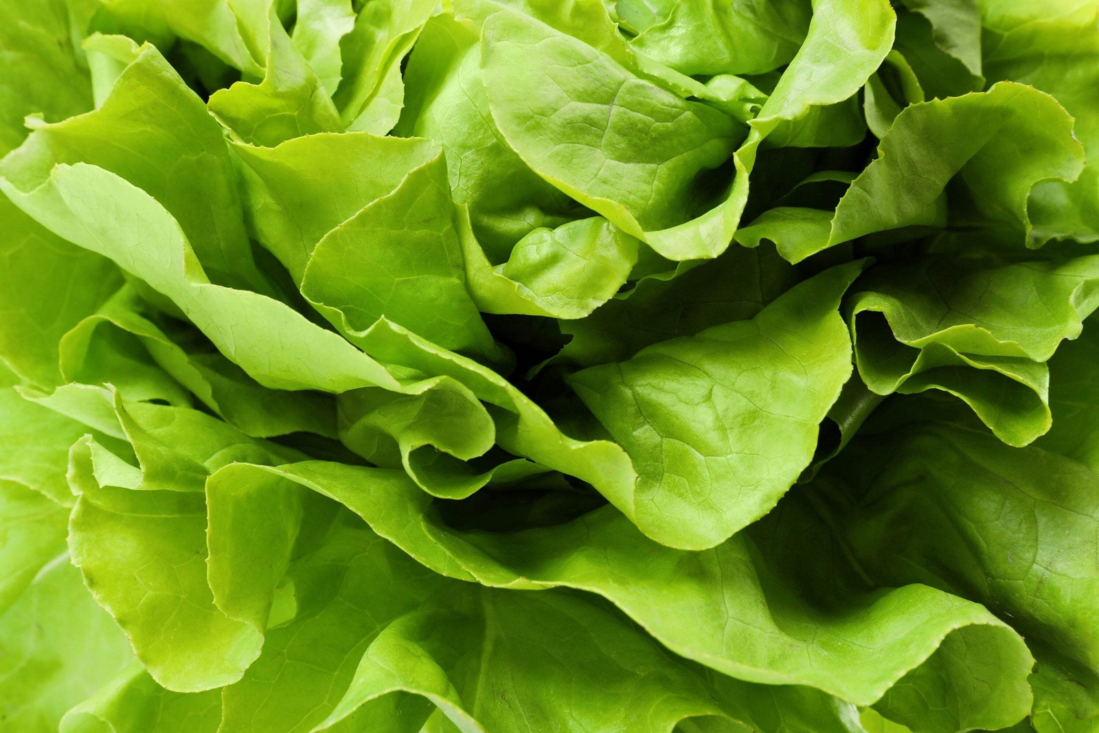 2000 BIBB LETTUCE (Limestone Lettuce) Lactuca Sativa Vegetable Seeds