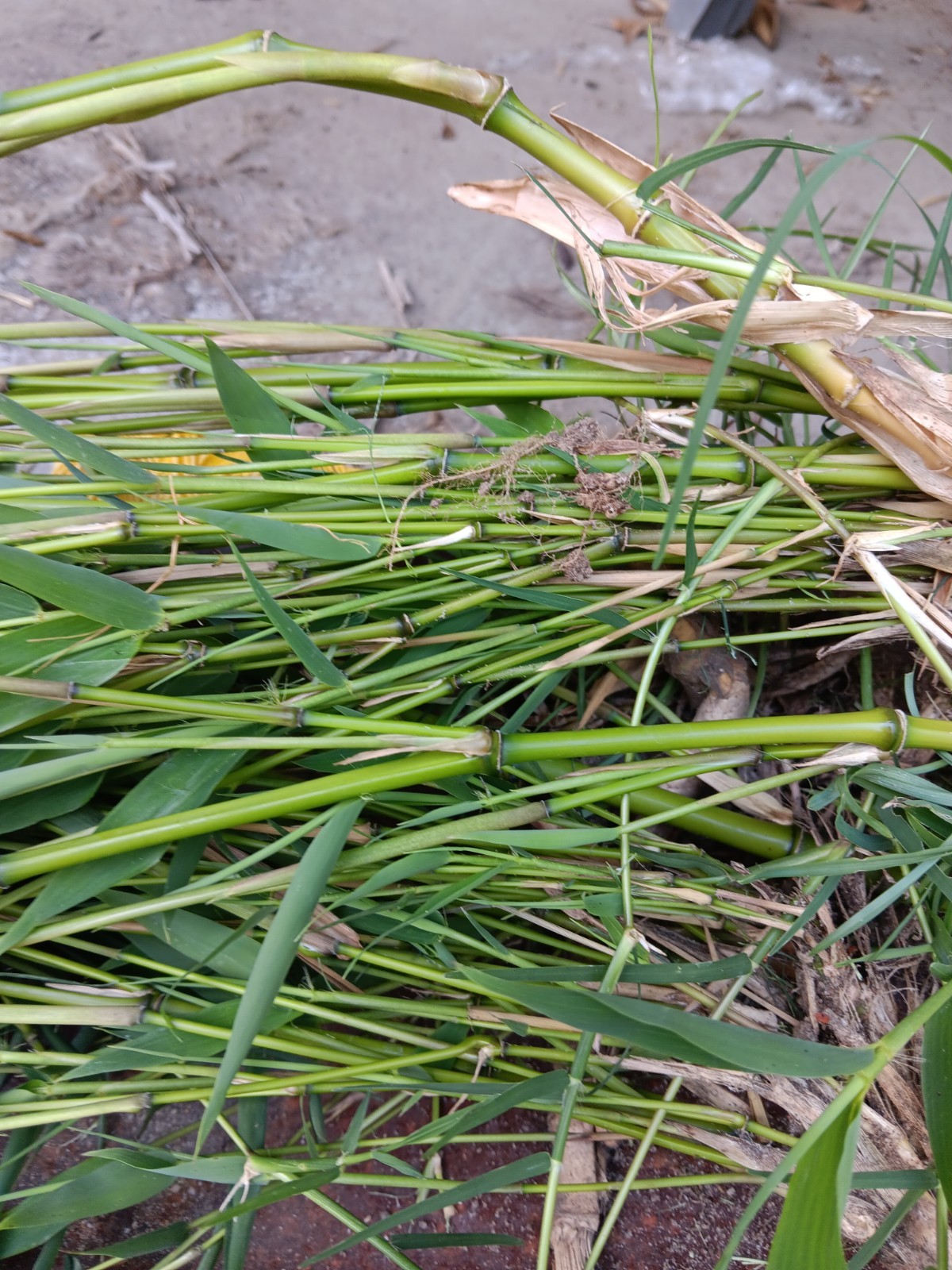 Bamboo Plants Live Starter Plant 10 Rizomes Organic Aurea Bamboo