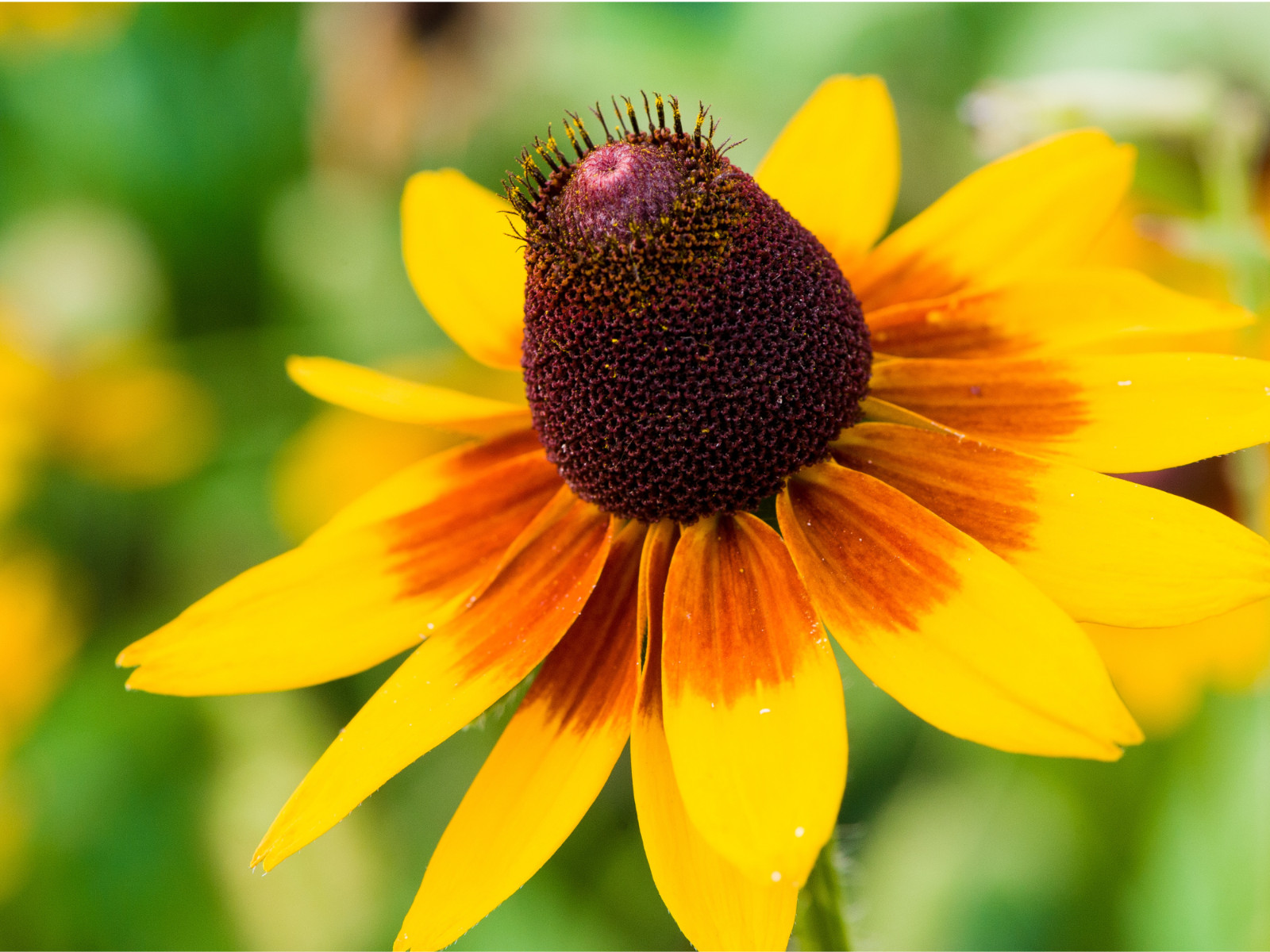 100 Seeds| Gloriosa Daisy Seeds #N005