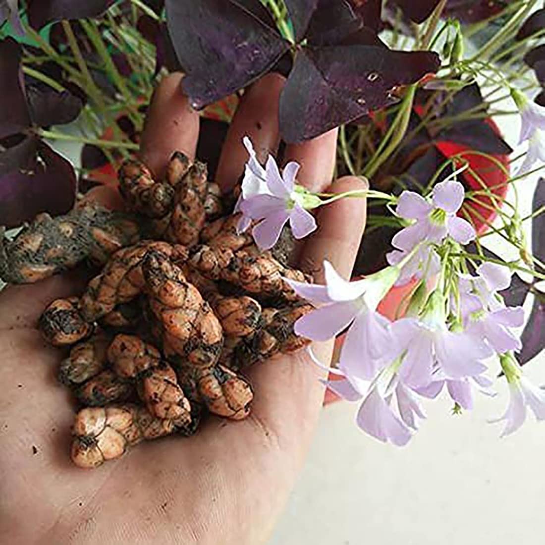 Oxalis Triangularis 10 Bulbs – Purple Shamrocks Lucky Lovely Flowers