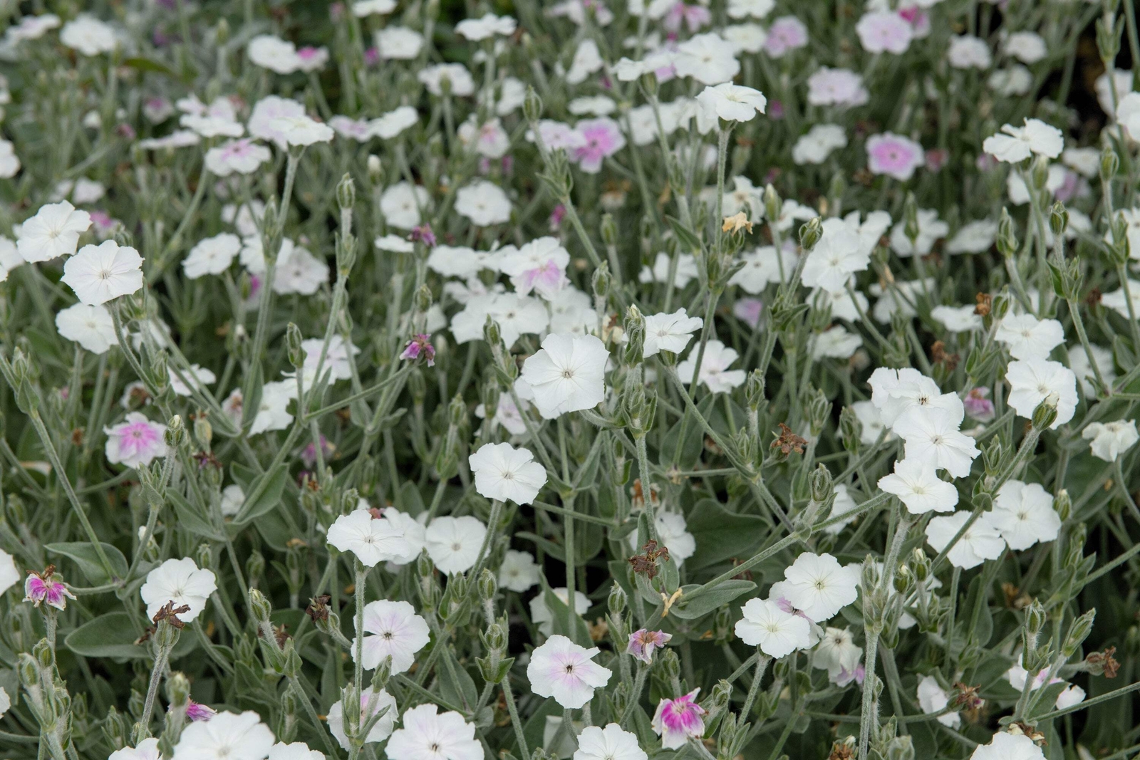 50 WHITE LYCHNIS Coronaria Alba Rose Campion Silene Flower Seeds