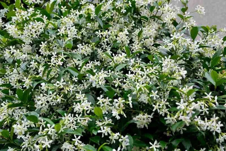 Asiatic Jasmine~Trachelospermum asiaticum~Small Rooted STARTER Plant~Fragrant
