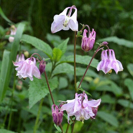 Dwarf EUROPEAN COLUMBINE Mixed Colors Perennial NA Native Non-GMO 200 Seeds!