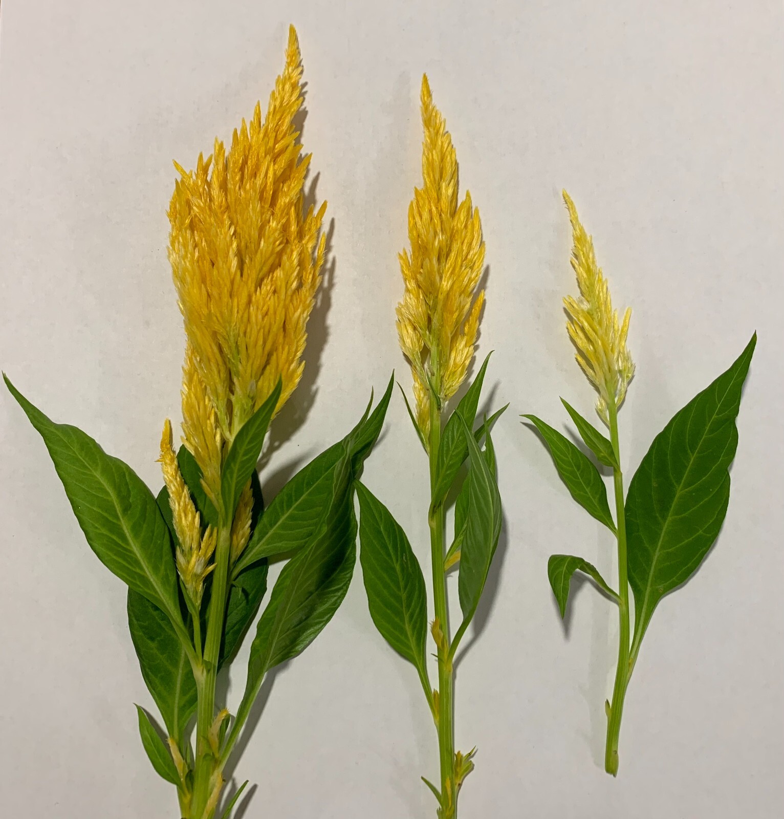 Celosia seeds (open-pollinated) – from yellow plants