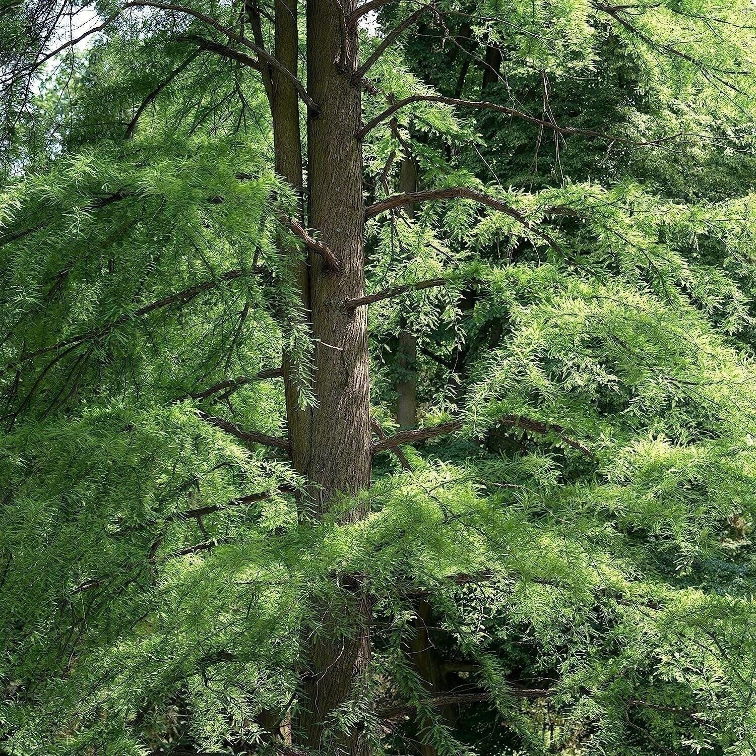 Bald Cypress | 2 Inch | Taxodium distichum | Deciduous Conifer Plant