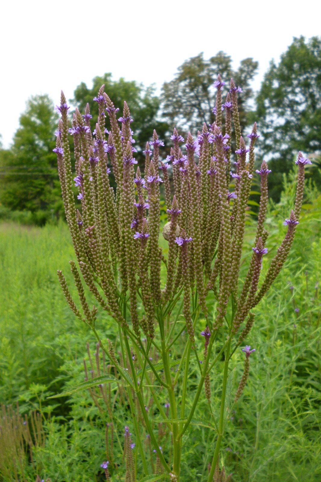 500 Blue Vervain Seeds – Verbena hastata Seeds – Medicinal Herb – Lovely Flower!