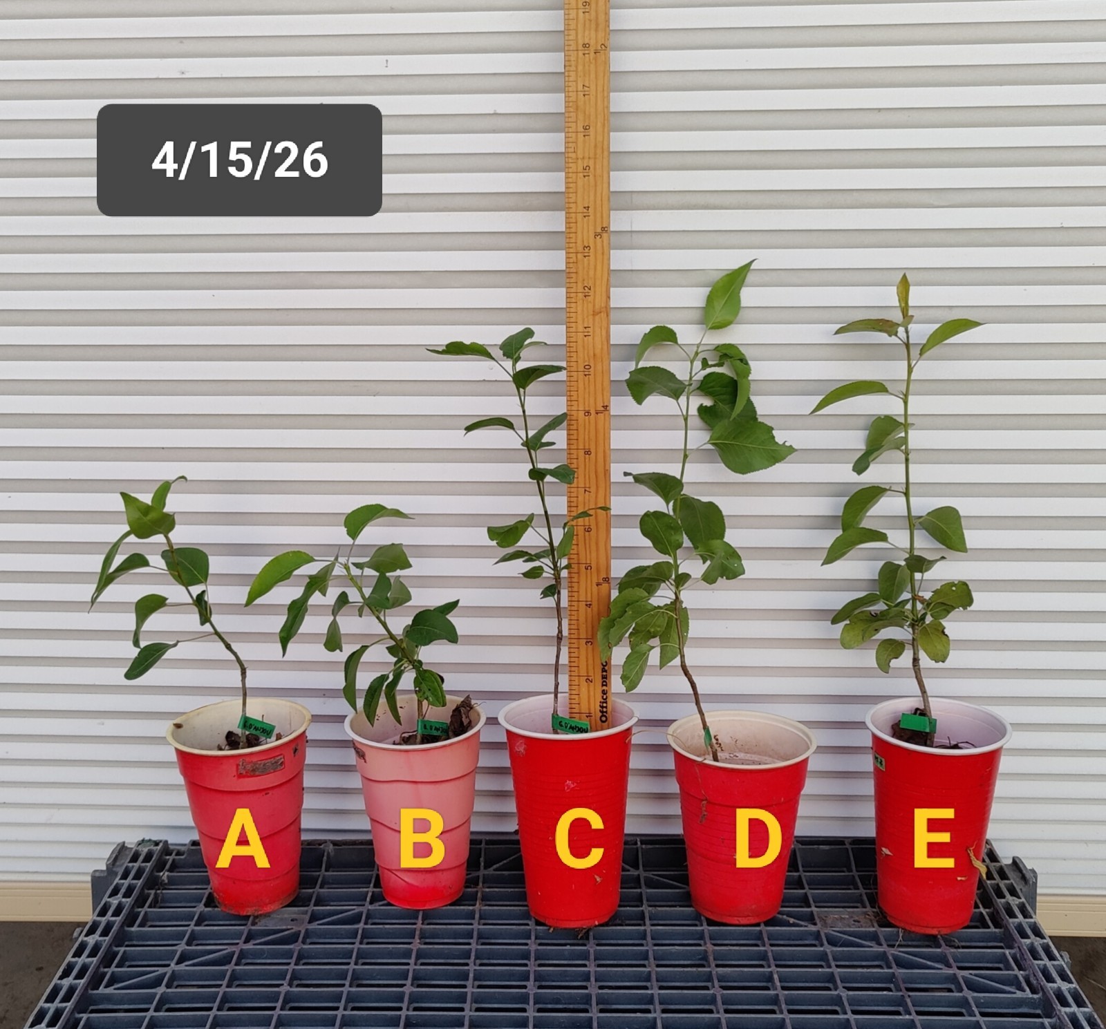 1 (One) Live Plant (Seedling) of “GREEN d’ANJOU PEAR” about 7-12″ Tall (ROOTED)