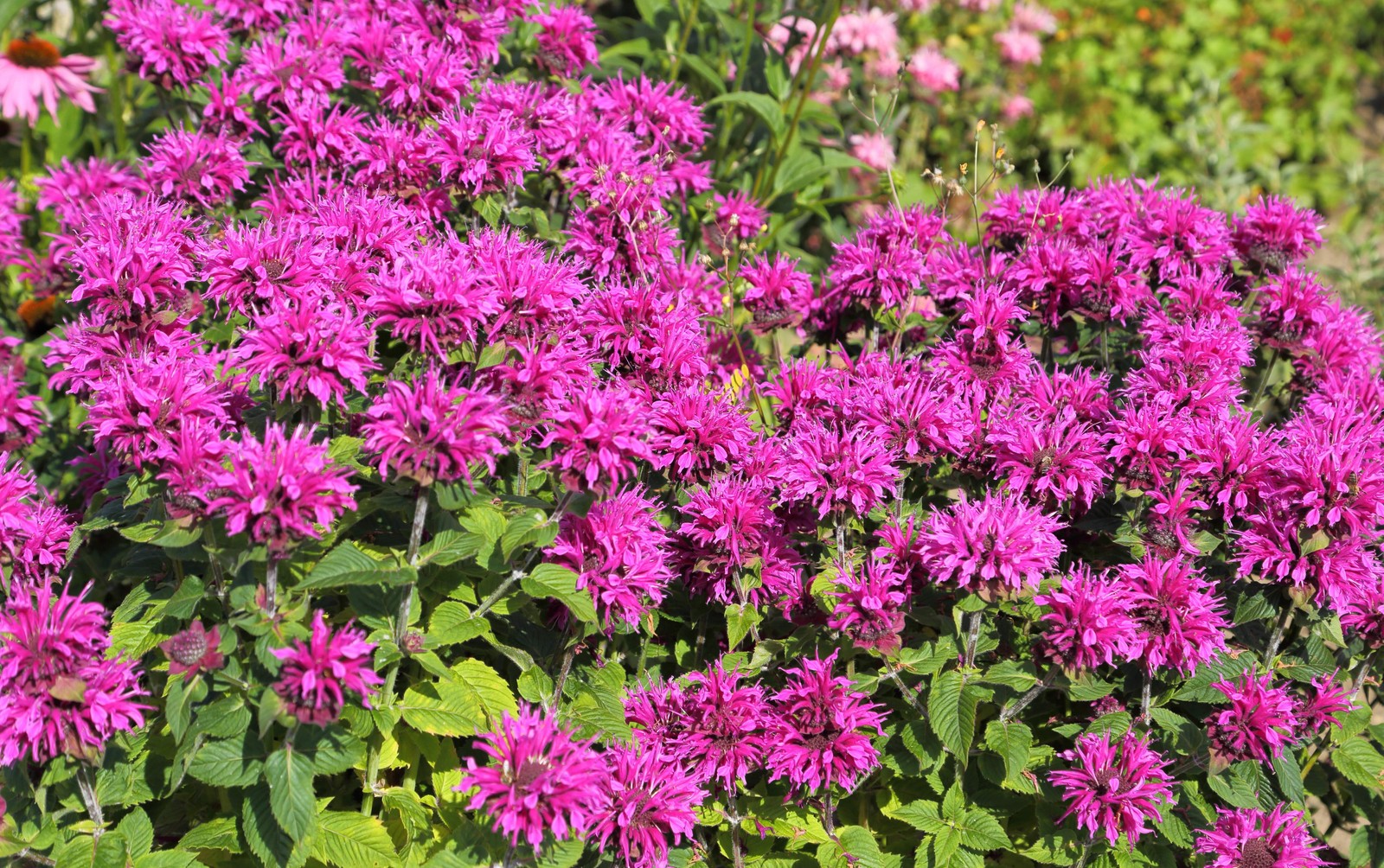 25 BEE BALM MIX Lemon Hummingbird Mint Monarda Didyma Mixed Colors Flower Seeds