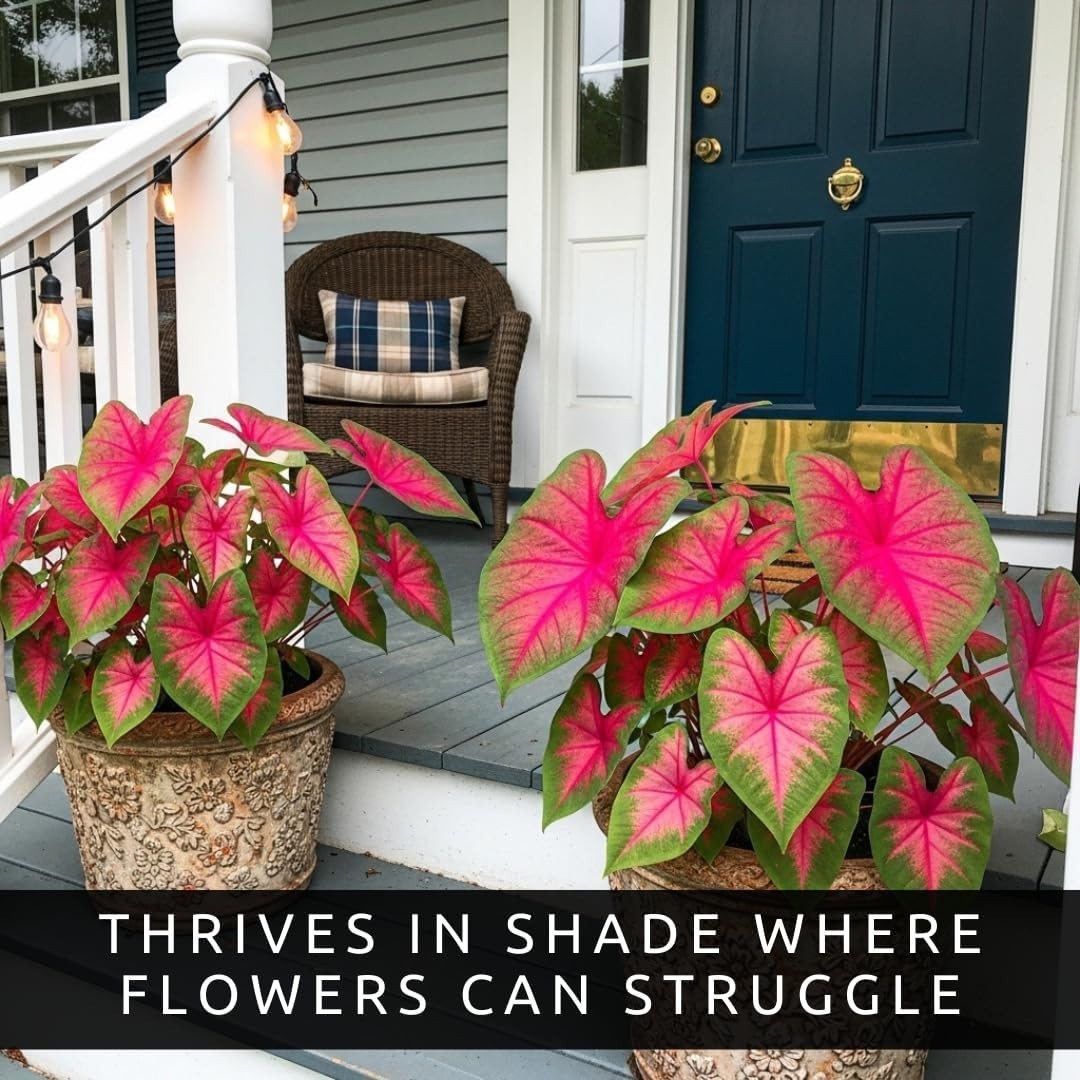 Caladium Buck 6 Bulbs – Elegance for Shady Gardens – Perennial Hosta, Elephan…