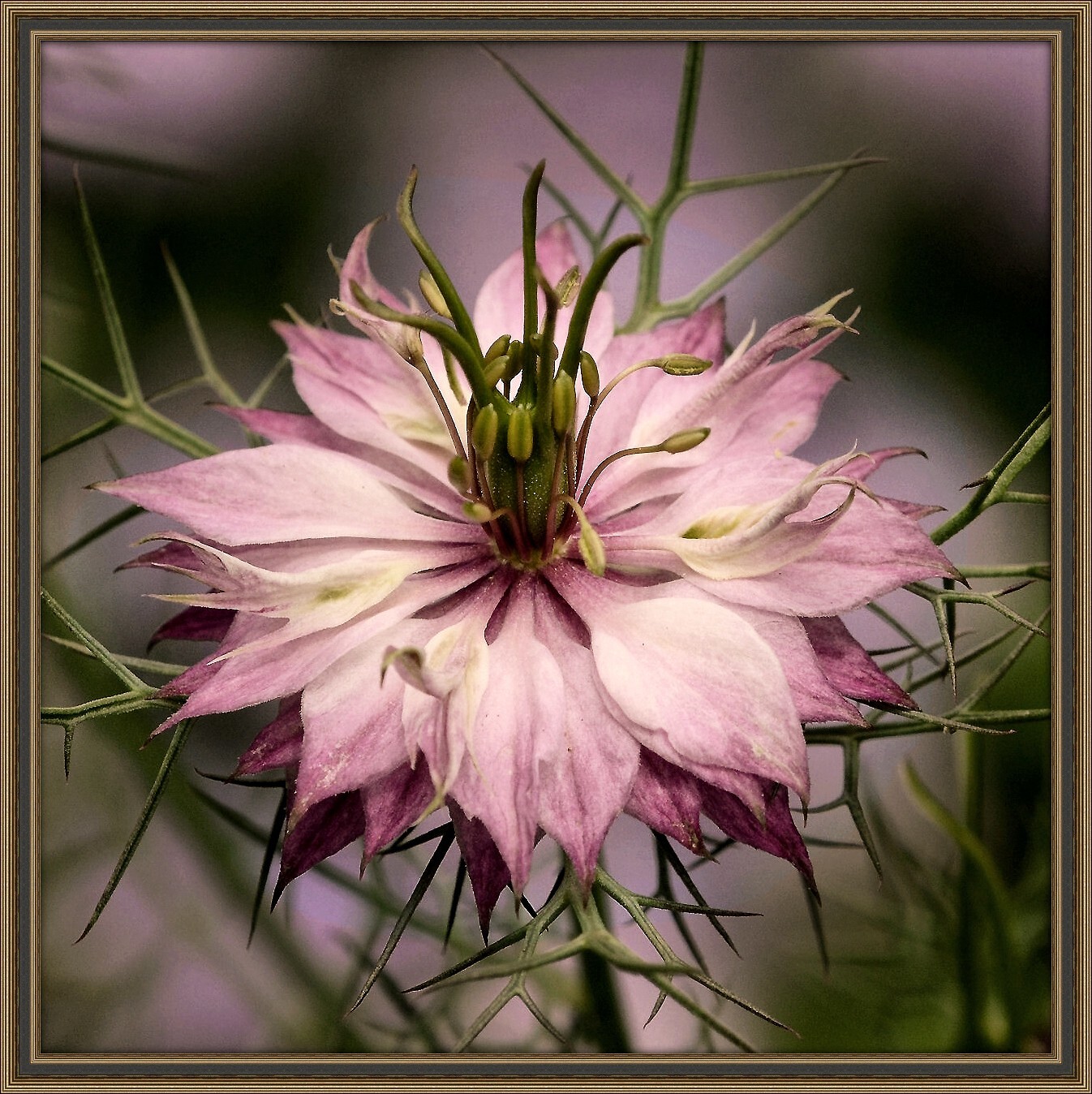 Nigella Damascena – Love in the MIst – Jewels Rose seed