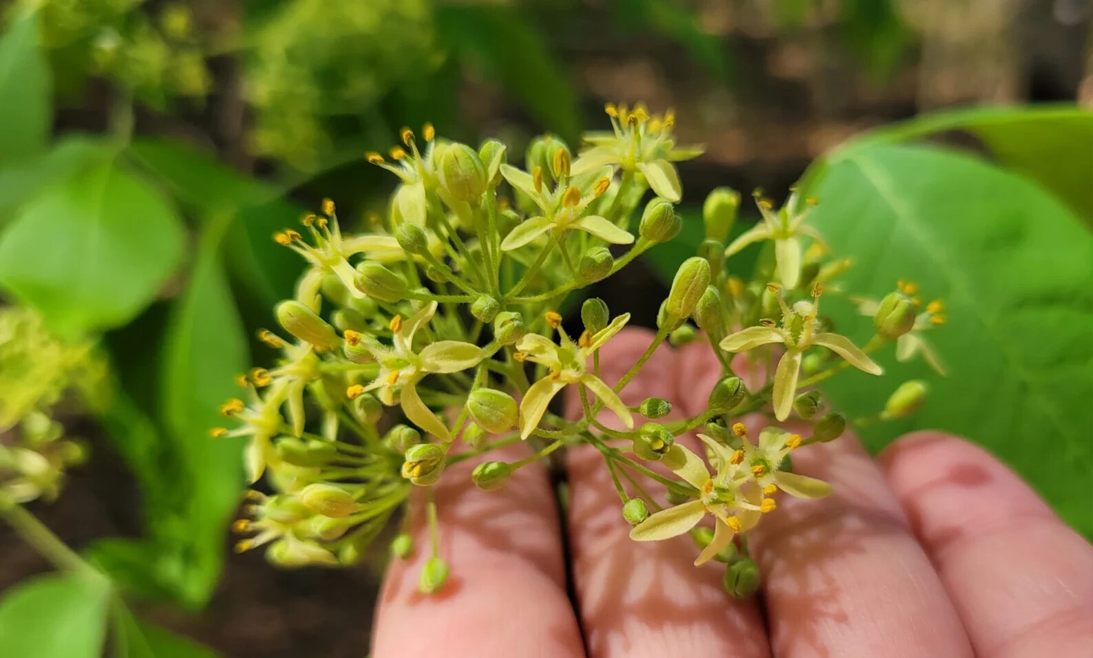 5+ Common Hoptree Seeds | Ptelea Trifoliata | Wafer Ash Tree | Florida Native