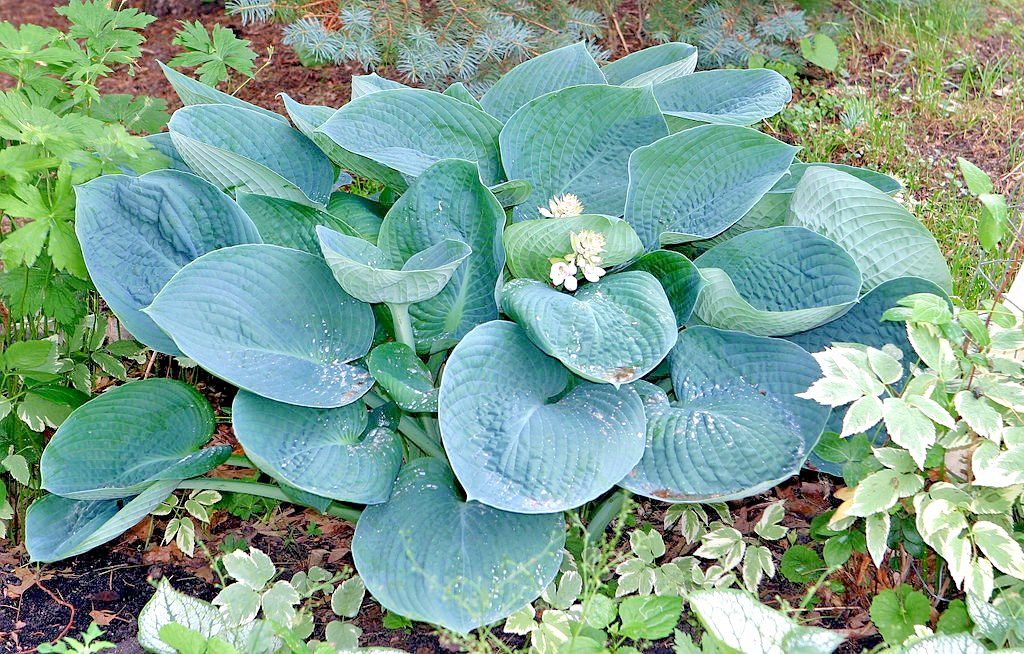 Hosta mix 100 seeds large variety, blue, grey, yellow, large, small, variegated