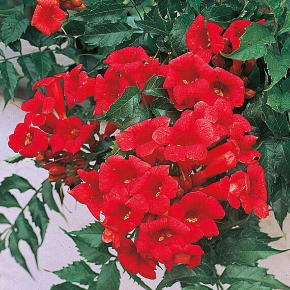 Campsis tagliabuana MADAME GALEN RED TRUMPET VINE – SEEDS!