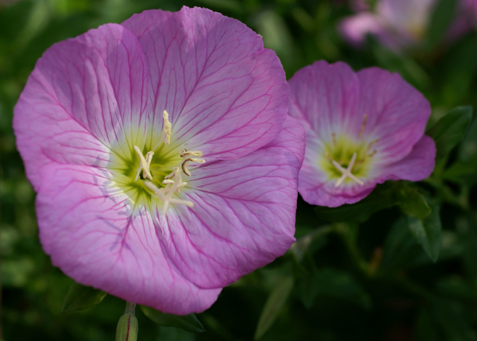 675 SEEDS – primrose evening showy PINK GroCo USA – BUY ANY 15 ITEMS-SHIPS FREE