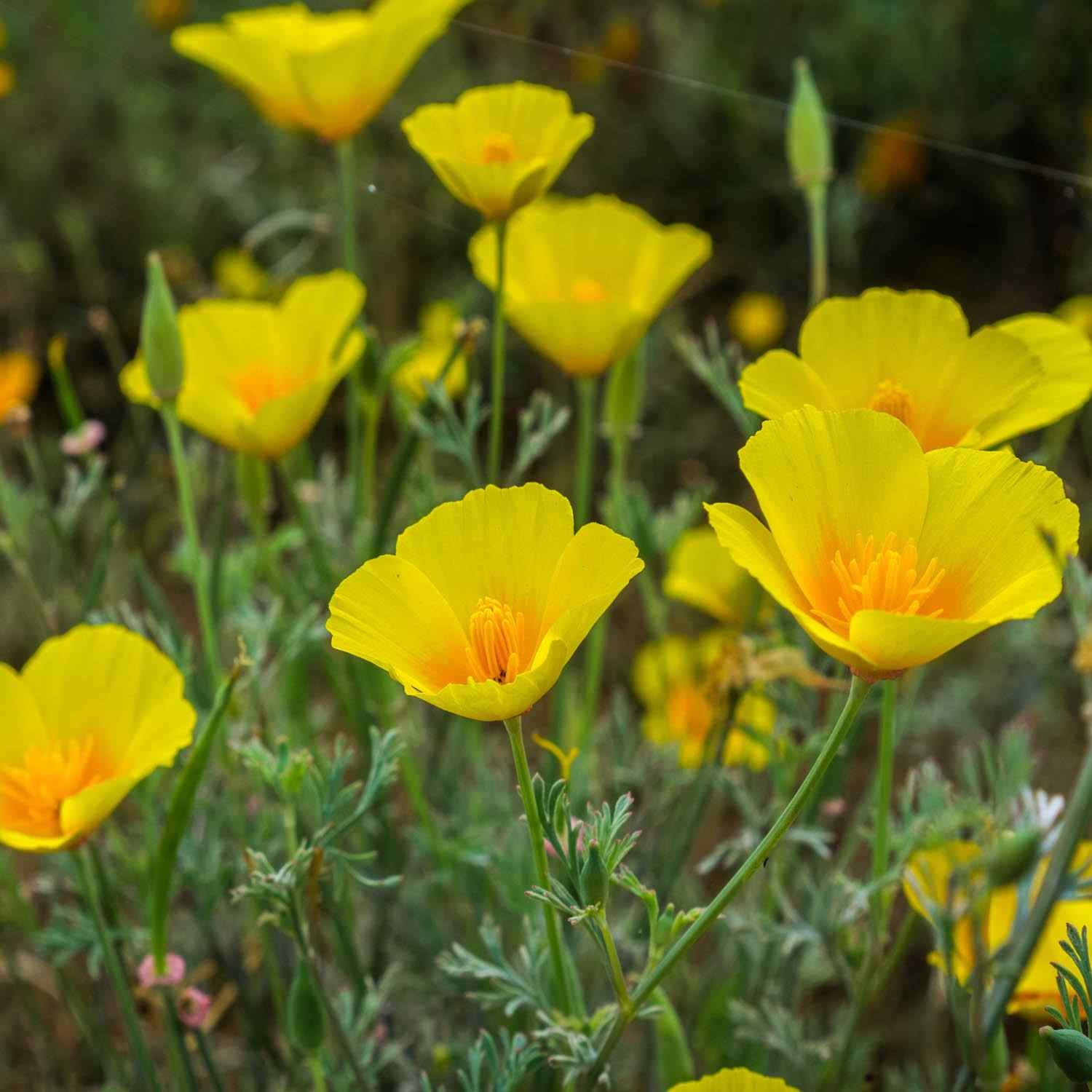 10000 Seeds Drought Tolerant Eschscholzia Golden California Poppy Garden