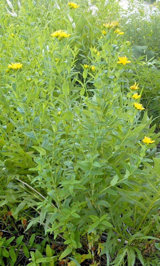 501+Great ST. JOHNS WORT Seeds Native Wildflower Shrub Perennial Herb Medicinal