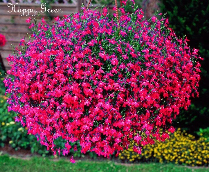 Lobelia carmine beauty seed cascade .100