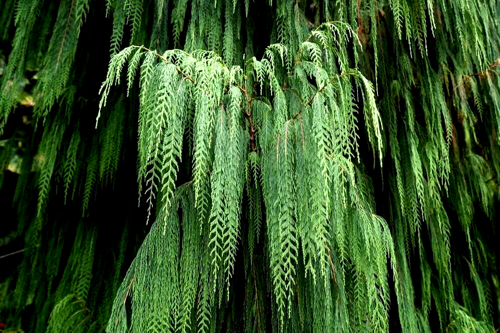 Kashmir Bhutan Weeping Cypress Tree Seeds (Cupressus Cashmeriana) Blue Evergreen