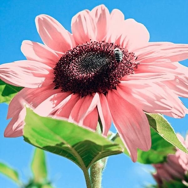 20+ Seeds Pink Sunflowers Rare Planting Sunflower Garden Bonsai Flower organic