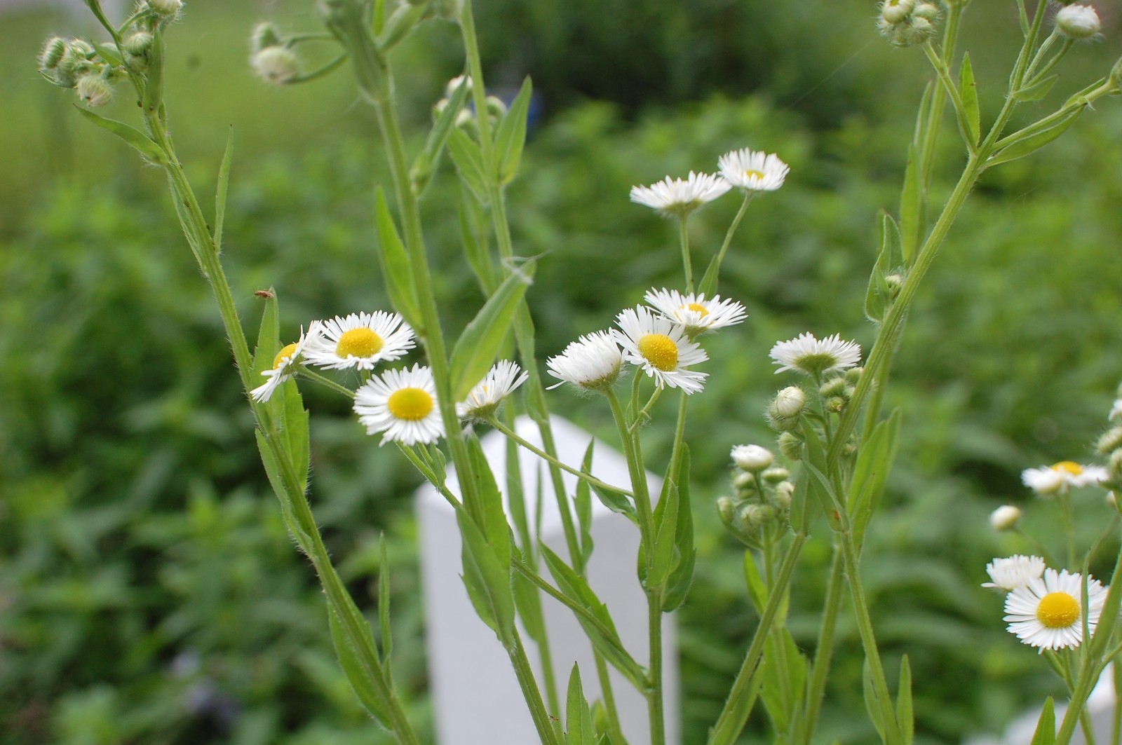 1/4 TSP + ANNUAL FLEABANE DAISY SEEDS/Erigeron annuus/NATIVE US
