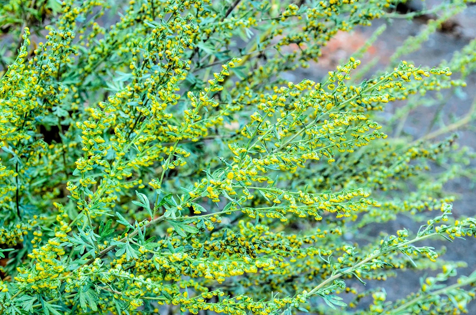 Common Wormwood Seeds for Planting(100 Seed) – Artemisia Absinthium
