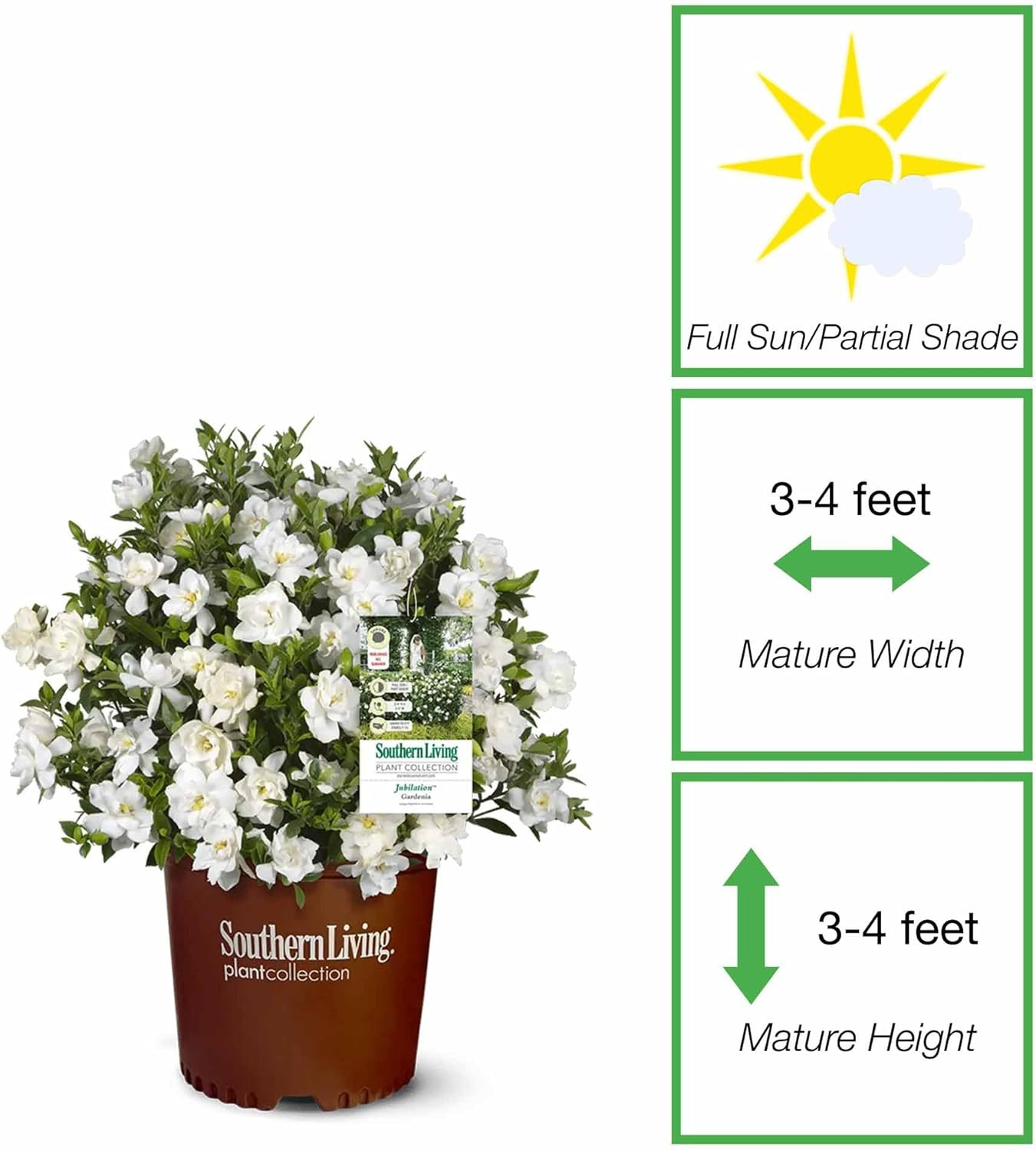 Jubilation Gardenia by Southern Living in 1 Gal. Grower’S Pot | Fragrant, Compac