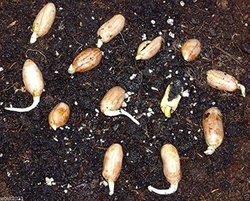 Champ Peanut Seeds (Shell) Early Maturing Virginia-Type Peanut